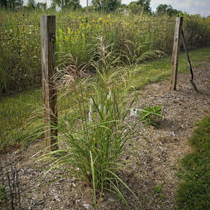 Miscanthus sinensis ‘Malepartus’