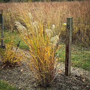 Miscanthus sinensis ‘Malepartus’