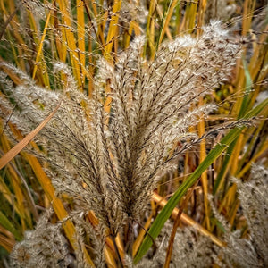 Miscanthus sinensis ‘Malepartus’