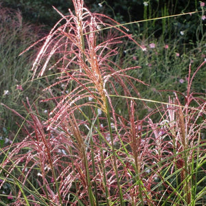 Miscanthus sinensis ‘Morning Light’
