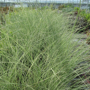 Miscanthus sinensis ‘Morning Light’