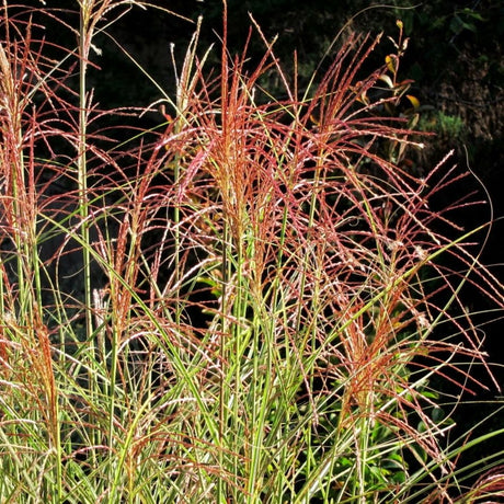 Miscanthus sinensis ‘Morning Light’
