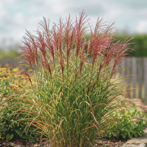 Miscanthus sinensis ‘Red Chief’