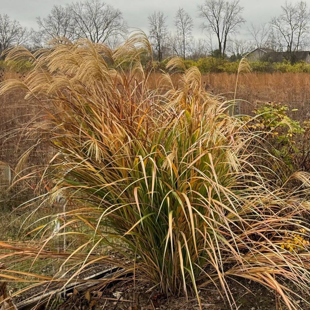 Miscanthus sinensis ‘Siver feather’