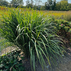 Miscanthus sinensis ‘Siver feather’