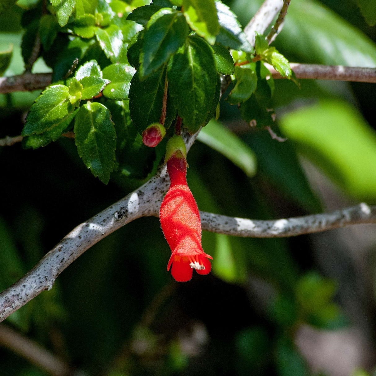 Mitraria coccinea