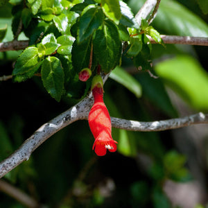 Mitraria coccinea