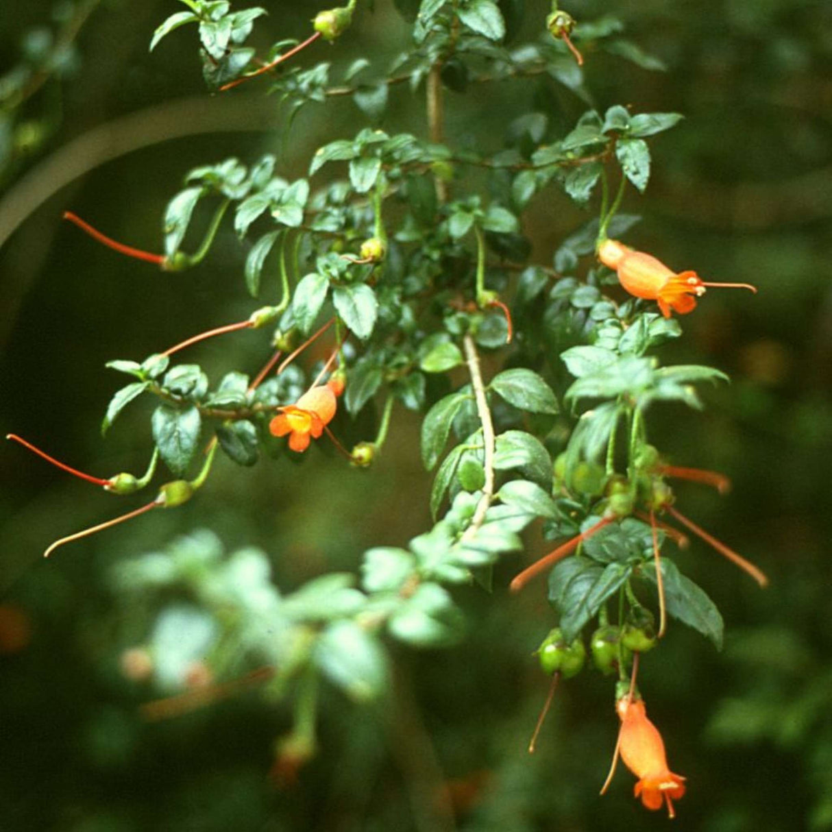 Mitraria coccinea
