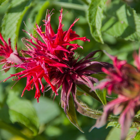 Monarda didyma ‘Cambridge Scarlet’