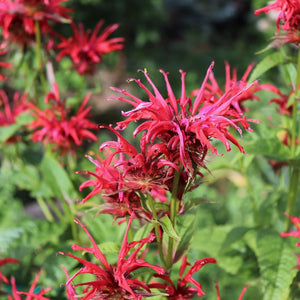 Monarda didyma ‘Cambridge Scarlet’