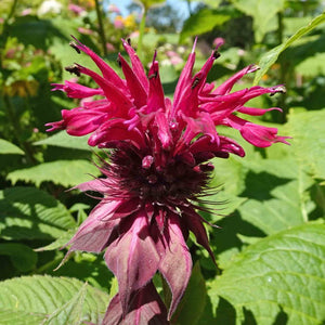 Monarda didyma ‘Cambridge Scarlet’