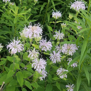 Monarda ‘Schneewittchen’