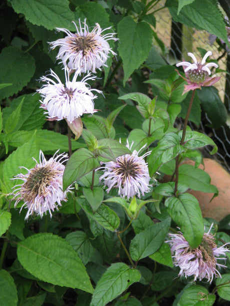 Monarda bradburiana