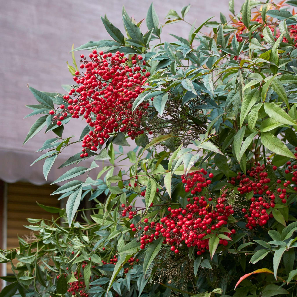 Nandina domestica