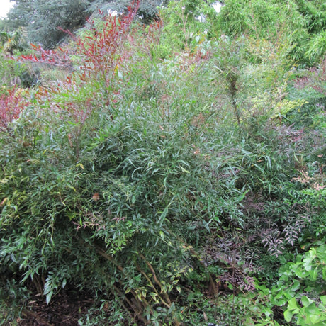 Nandina domestica ‘Richmond’