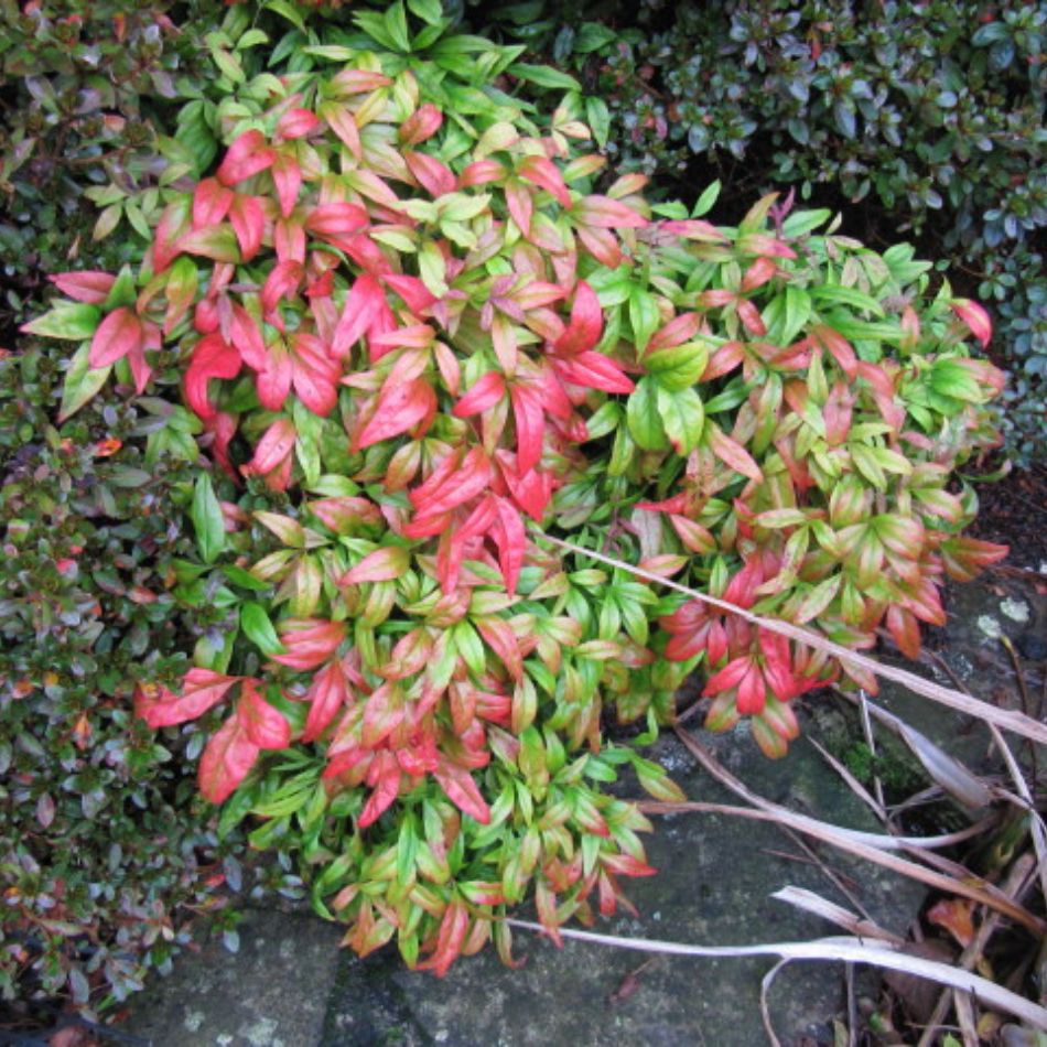 Nandina domestica ‘Fire Power’