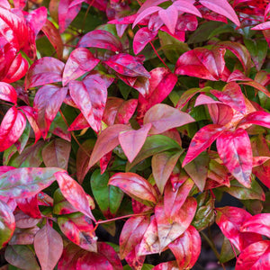 Nandina domestica ‘Fire Power’