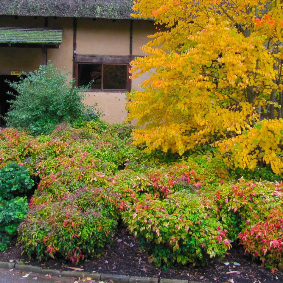 Nandina domestica ‘Fire Power’