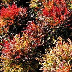 Nandina domestica ‘Gulf Stream’