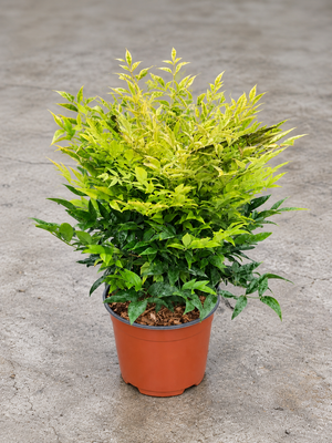 Nandina domestica ‘Magical Lemon and Lime’