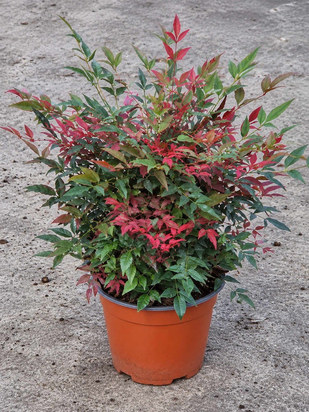 Nandina domestica ‘Obsessed’