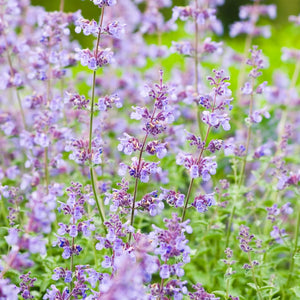 Nepeta racemosa ‘Walker’s Low’