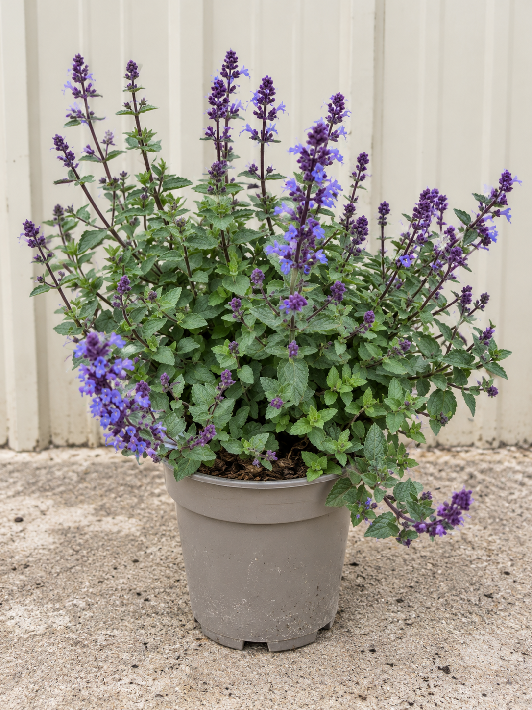 Nepeta × faassenii ‘Purrsian Blue’