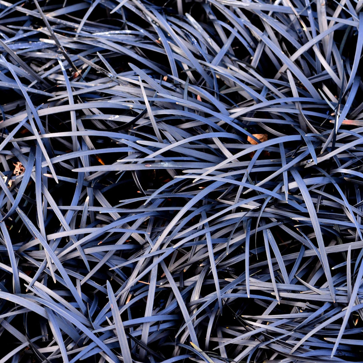 Ophiopogon planiscapus ‘Nigra’