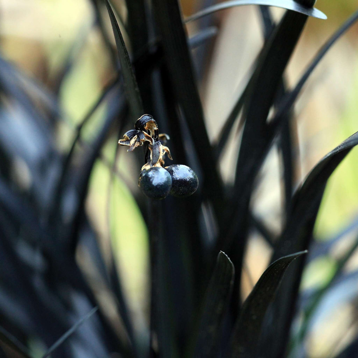Ophiopogon planiscapus ‘Nigra’