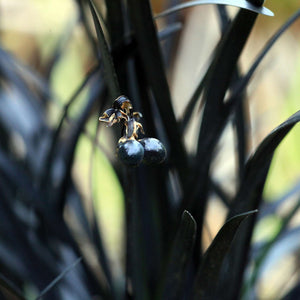 Ophiopogon planiscapus ‘Nigra’