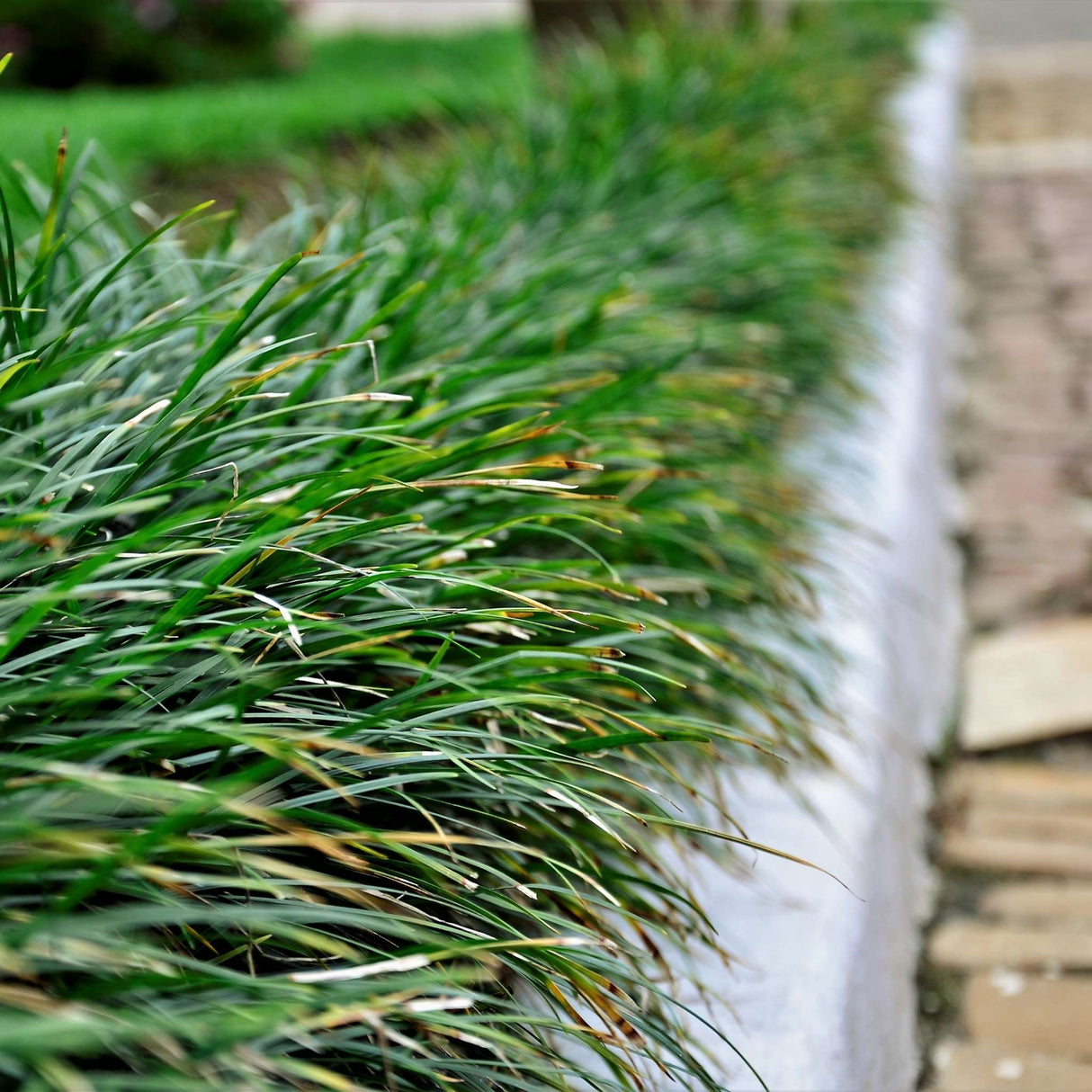 Ophiopogon japonicus