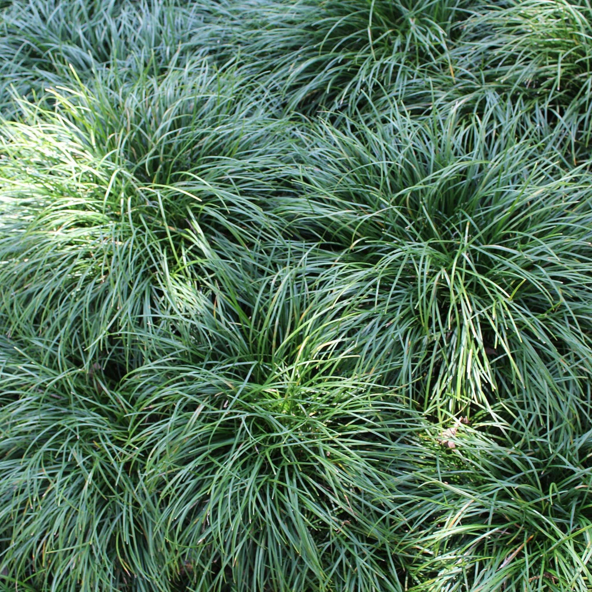 Ophiopogon japonicus