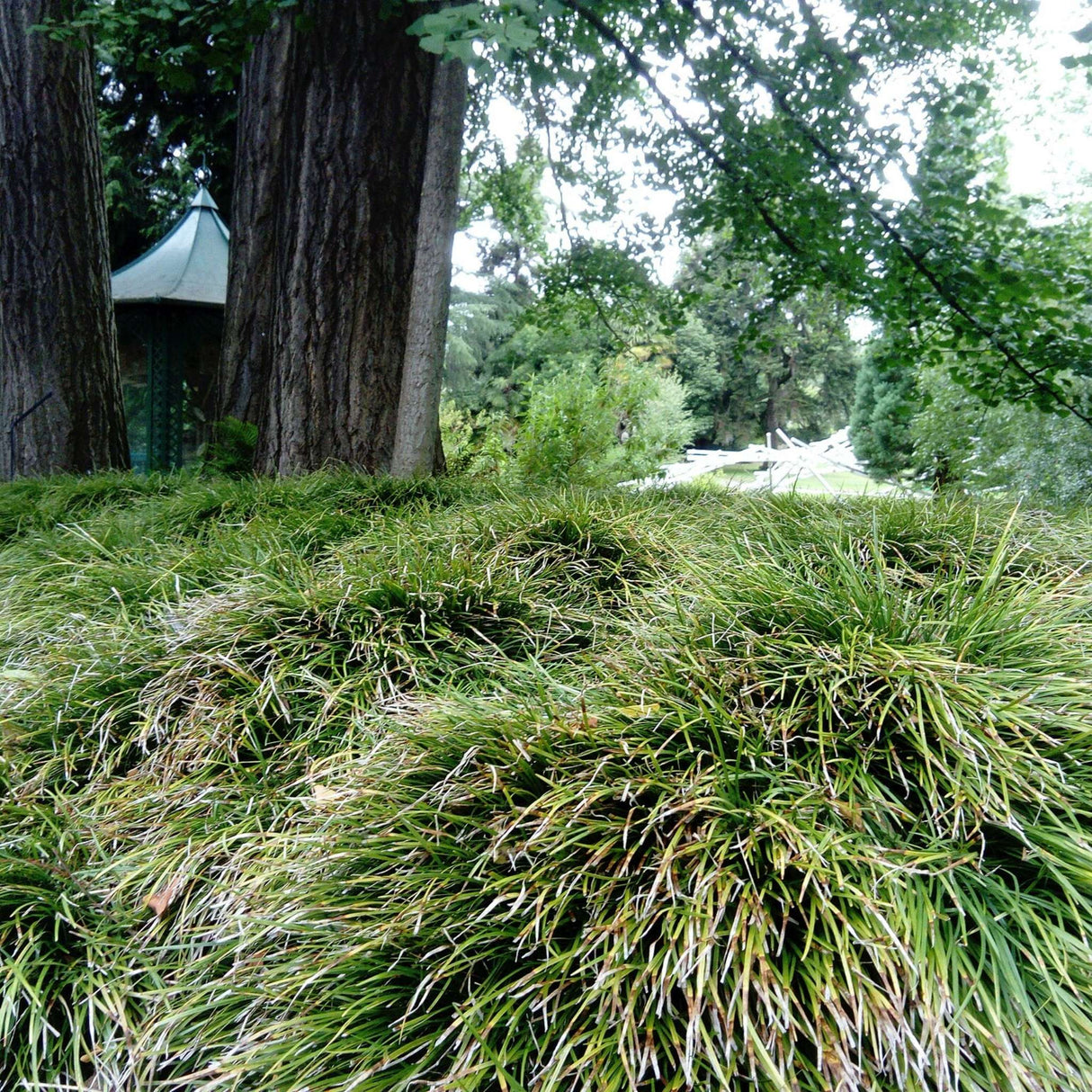 Ophiopogon japonicus