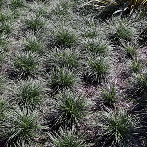 Ophiopogon japonicus