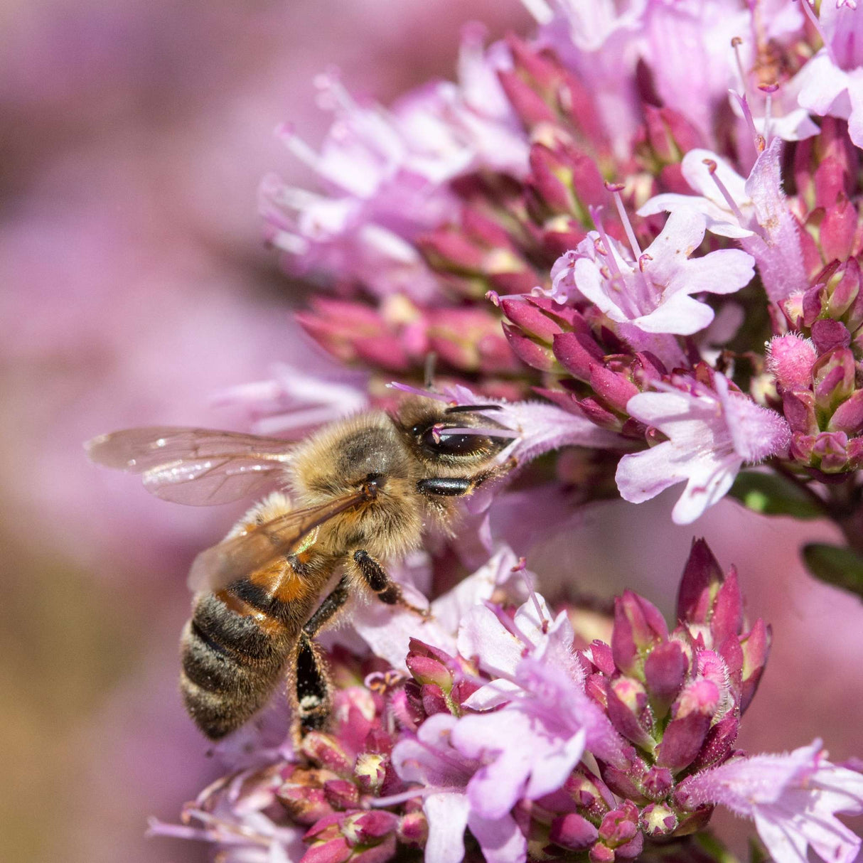 Origanum laevigatum ‘Herrenhausen’