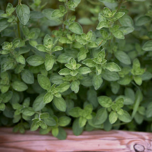 Origanum majorana
