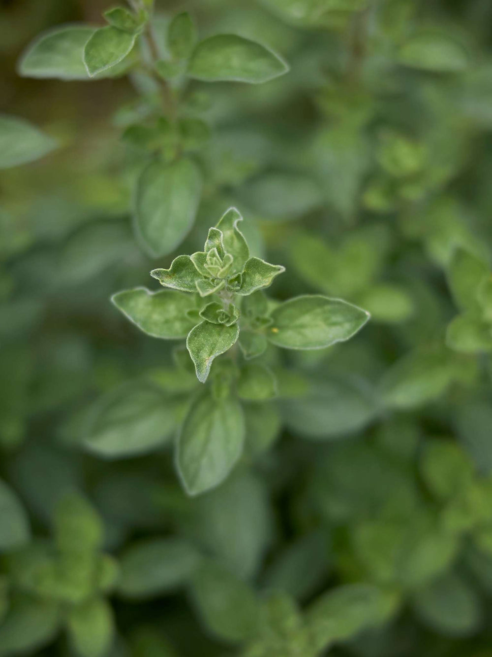 Origanum majorana