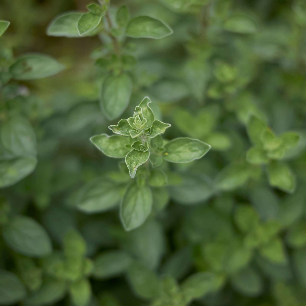 Origanum majorana