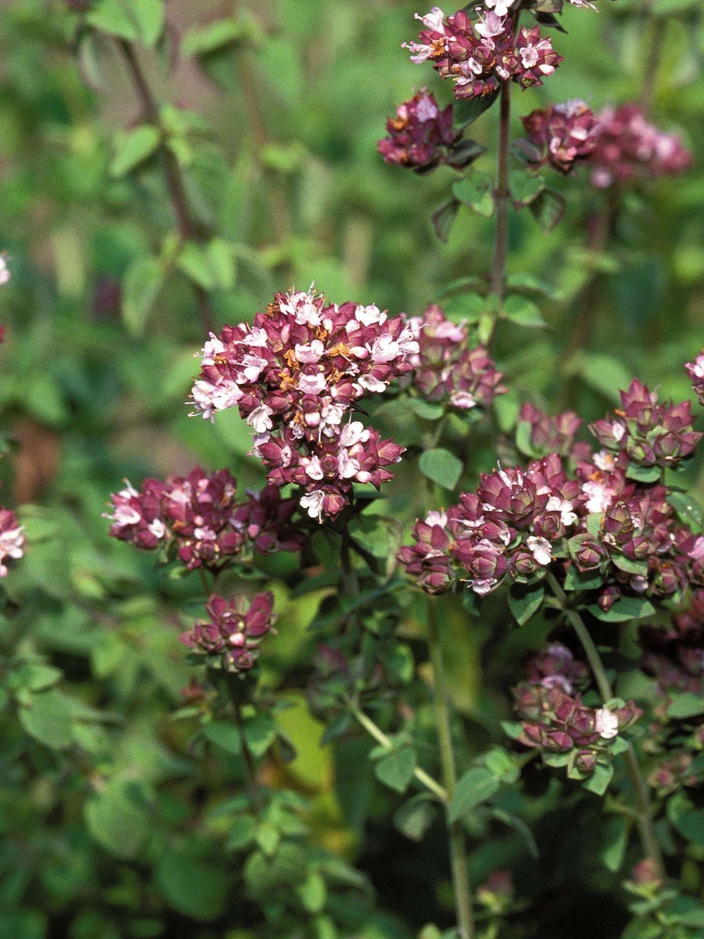 Origanum majorana