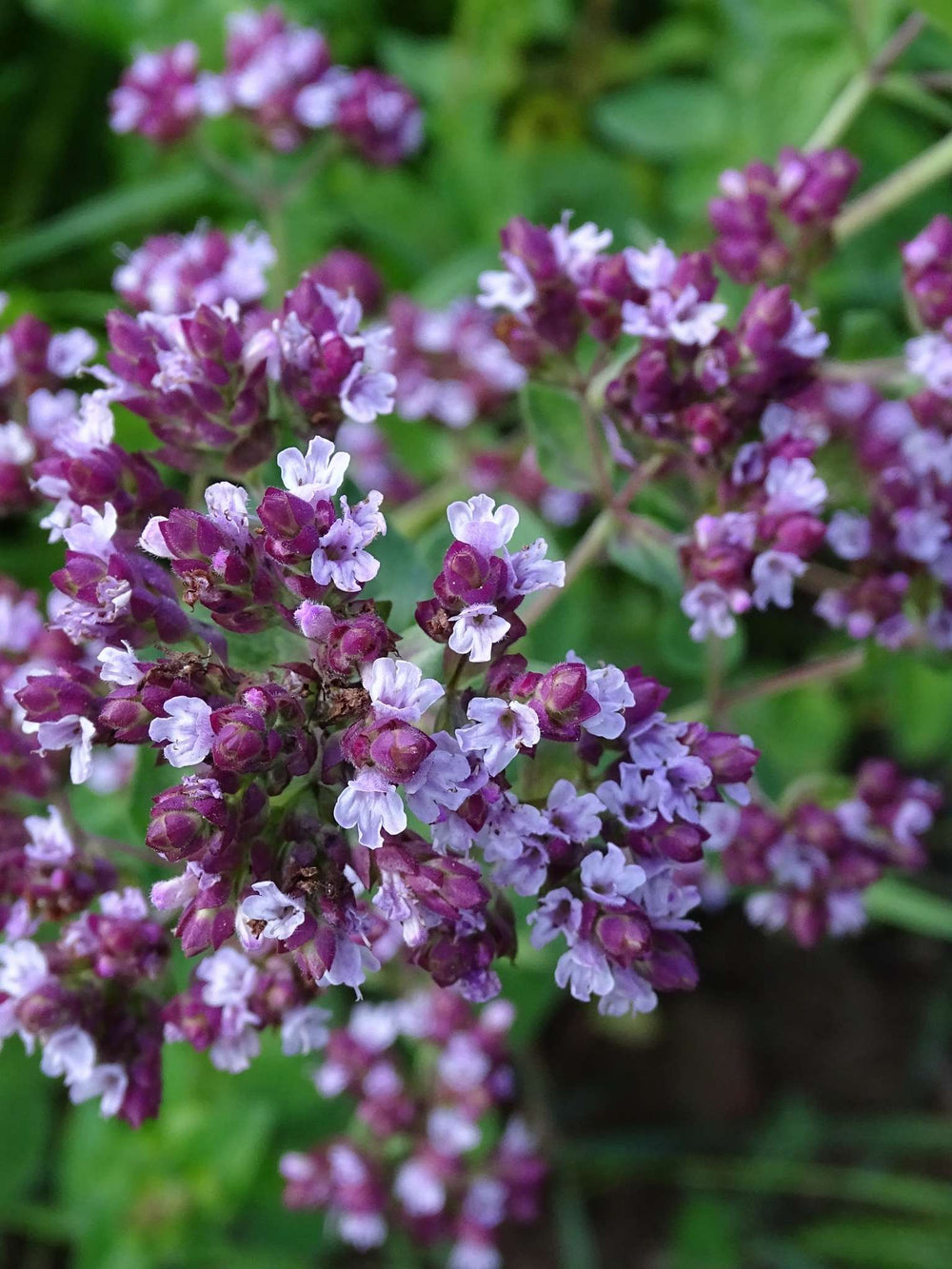 Origanum majorana