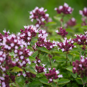Origanum vulgare