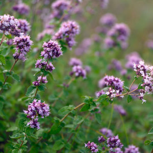Origanum vulgare