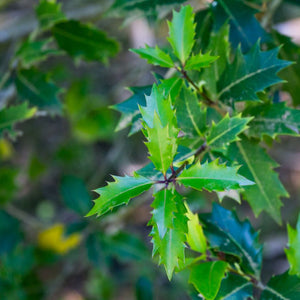 Osmanthus heterophyllus