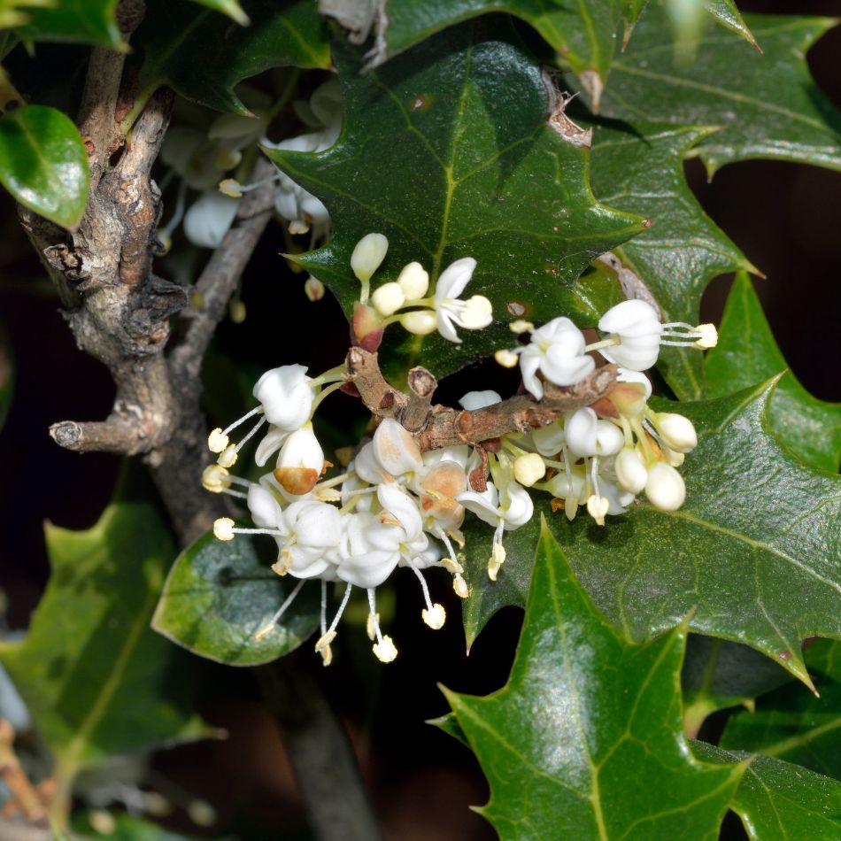Osmanthus heterophyllus