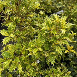 Osmanthus heterophyllus ‘Goshiki’
