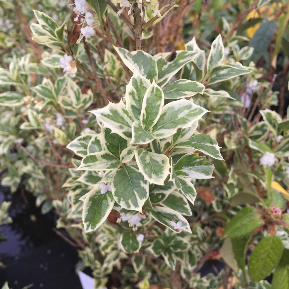 Osmanthus heterophyllus ‘Goshiki’