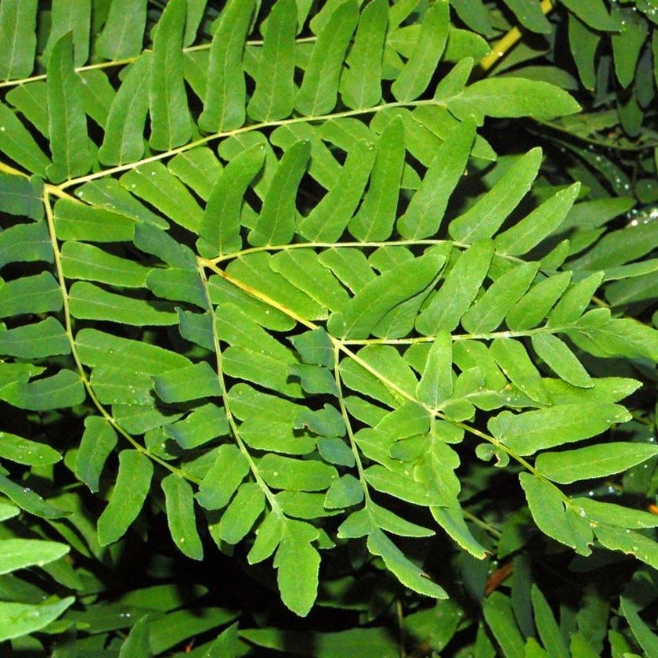 Osmunda regalis