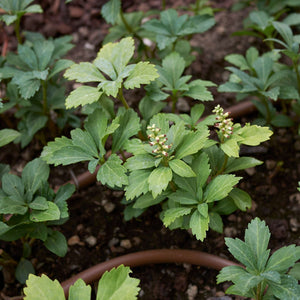 Pachysandra terminalis