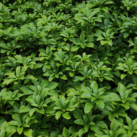 Pachysandra terminalis
