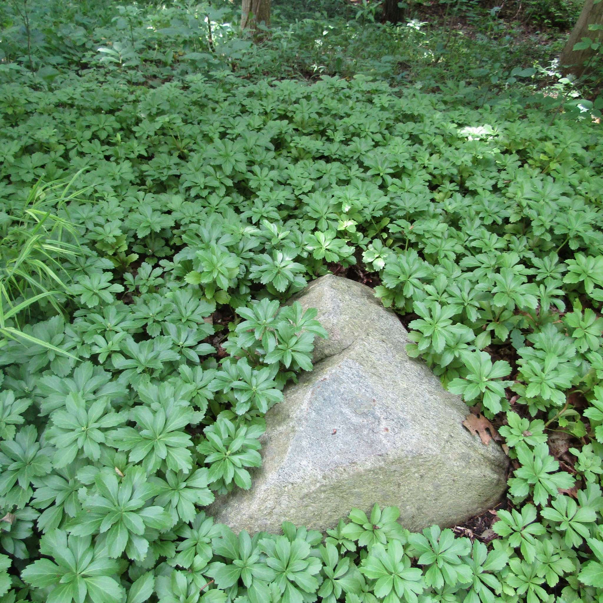 Pachysandra terminalis